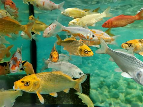 Welcome to the world of fishes! .